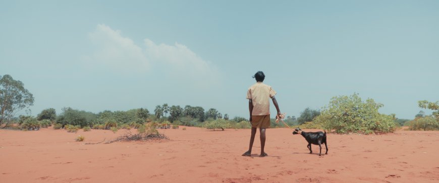 Review: Pechi  (2024)